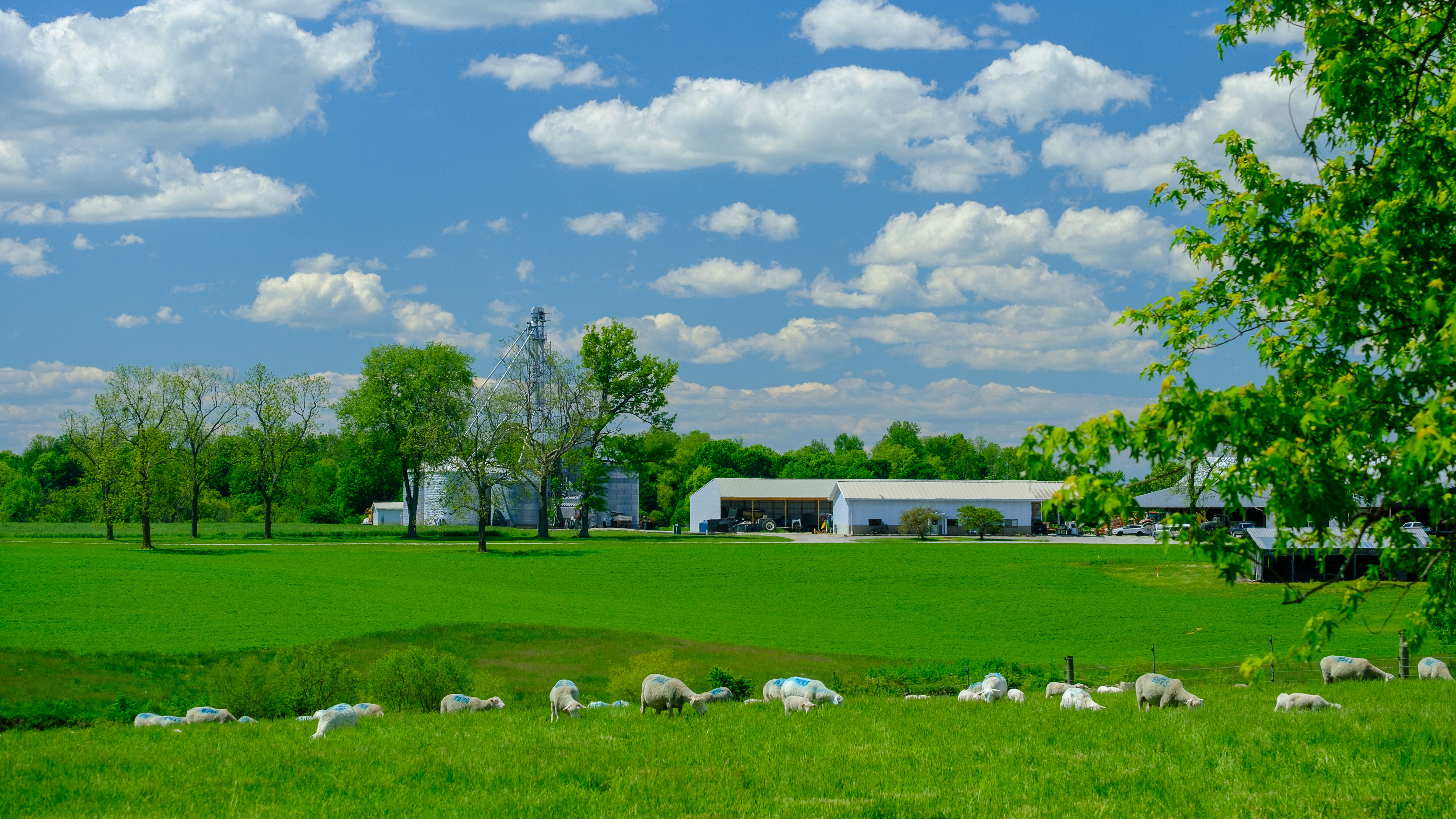 Sheep in a field in spring